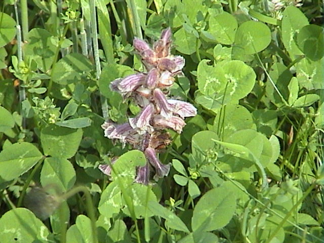 Broomrape at College Lake, 9th June, 2007